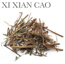 Image result for Xi Xian Cao efong