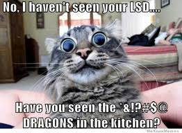 21 Silly Cat Memes - Random Funny Cat via Relatably.com