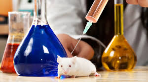 Resultado de imagem para fotos de ratos de laboratório