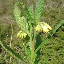Symphytum tuberosum (tuberous comfrey): Go Botany