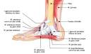 Anatomie - Atlas du corps humain : Gaines tendineuses du pied