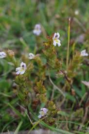 Euphrasia liburnica Wettst. | Flora of Greece – An annotated checklist