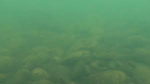 Image result for murky water