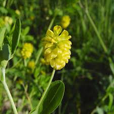 Trifolium aureum (palmate hop clover): Go Botany