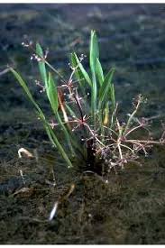 Plants Profile for Alisma gramineum (narrowleaf water plantain)