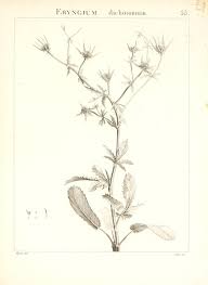 Eryngium dichotomum - Wikispecies