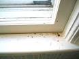 How to Get Mold Stains Off of Wooden Window Sills Window Sill