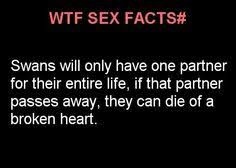 WTF Sex Memes xD on Pinterest | Facts, Scary Facts and Eye Contacts via Relatably.com