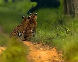 Image of Bhadra Wildlife Sanctuary