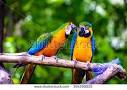 kaka 2 parrots talking funny fish