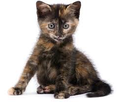 Image result for Red calico kitten