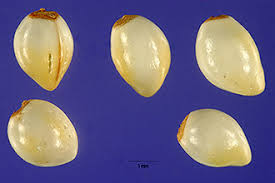 Plants Profile for Lithospermum officinale (European stoneseed)