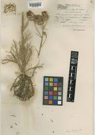 Centaurea filiformis subsp. ferulacea (Martelli) Arrigoni | Plants of ...