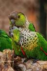 Pictures of 2 parrots kissing and flying <?=substr(md5('https://encrypted-tbn2.gstatic.com/images?q=tbn:ANd9GcQfvy0qTDmixCpBblM1jBeD5QofXk6-0qpWjy9yMQfEooZtE14TdEzbS8Y'), 0, 7); ?>