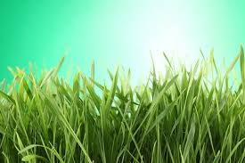Resultado de imagen de verde hierba