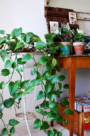Image result for pictures of potted plants in our homes