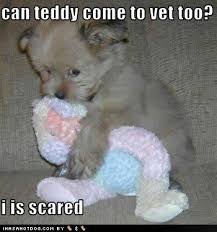 awww cute puppy meme teddy bear lolanimals starbaby3 • via Relatably.com