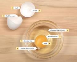 Gambar 1 large egg yolk