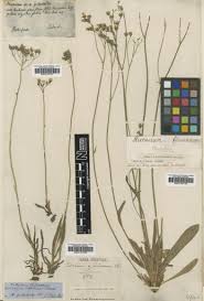 Hieracium pavichii subsp. astolonum (Vuk.) N_íµgeli & Peter ...