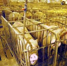 Image result for pig in factory farm