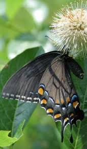Image result for dark morph female tiger swallowtail