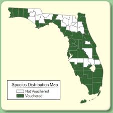 Ipomoea sagittata - Species Page - ISB: Atlas of Florida Plants