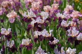 Iris Germanica (Bearded Iris)