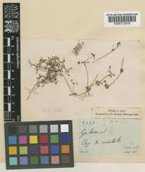Galium corsicum Spreng. | Plants of the World Online | Kew Science
