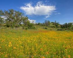 Image of Texas Hill Country landscape with rolling hills and wildflowers image source: https://www.imagesfromtexas.com/photo/texas-hill-country-spring-wildflowers-2/