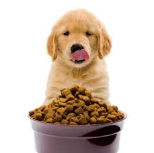 Image result for Dog food
