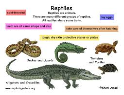 Resultado de imagen para imagenes de reptiles
