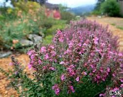 Teucrium chamaedrys | California Flora Nursery