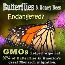 Image result for bees butterflies dying