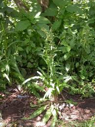 Rumex nepalensis - Useful Tropical Plants