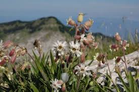 Silene lanuginosa Bertol. - Portale della Flora d'Italia / Portal to the ...