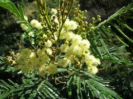 Acacia mearnsii - Wikipedia