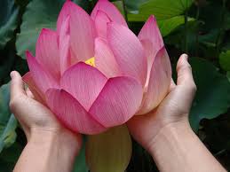 Image result for images of lotus flower