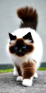 Image result for himalayan cat