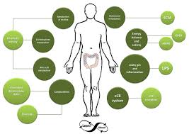 Image result for A Crosstalk and Stress Exchange Beyond the Gut hypothesis