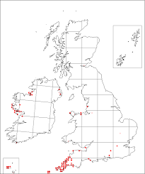 Allium ampeloprasum | Online Atlas of the British and Irish Flora