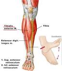 tibialis muscle