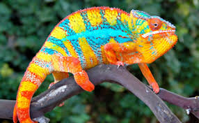 Image result for chameleons
