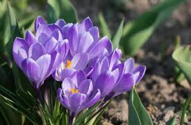 Crocuses: How to Plant, Grow, and Care for Crocus Flowers | The ...