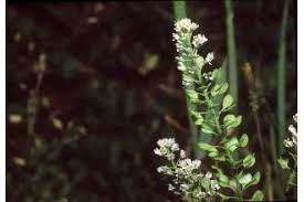 Plants Profile for Lepidium virginicum (Virginia pepperweed)