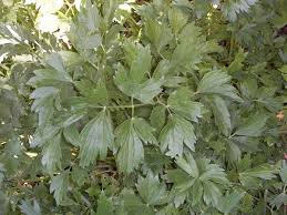 Levisticum officinale (Lovage, Maggi plant, Smellage) | North ...