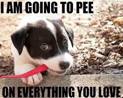 Doggy Meme&#39;s on Pinterest | Dog Memes, Meme and Dog Whisperer via Relatably.com