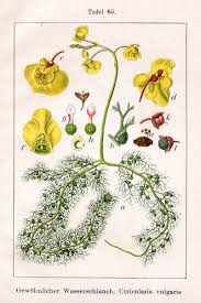 Utricularia - Wikipedia