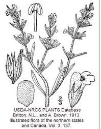 Satureja hortensis - Online Virtual Flora of Wisconsin
