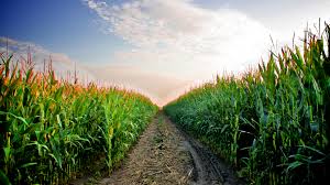 Image result for cornfield