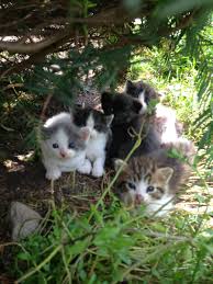Image result for cat with kittens outside